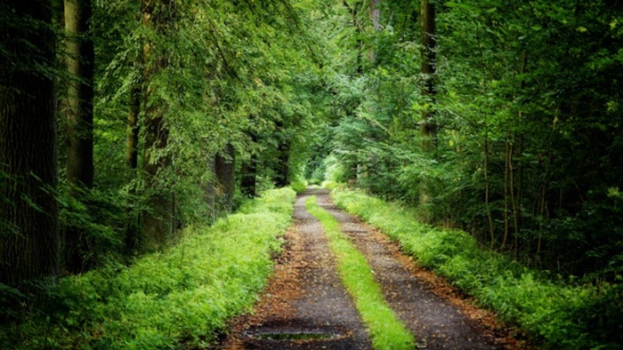 Orman yollarında sanat yapıları inşa edilecek