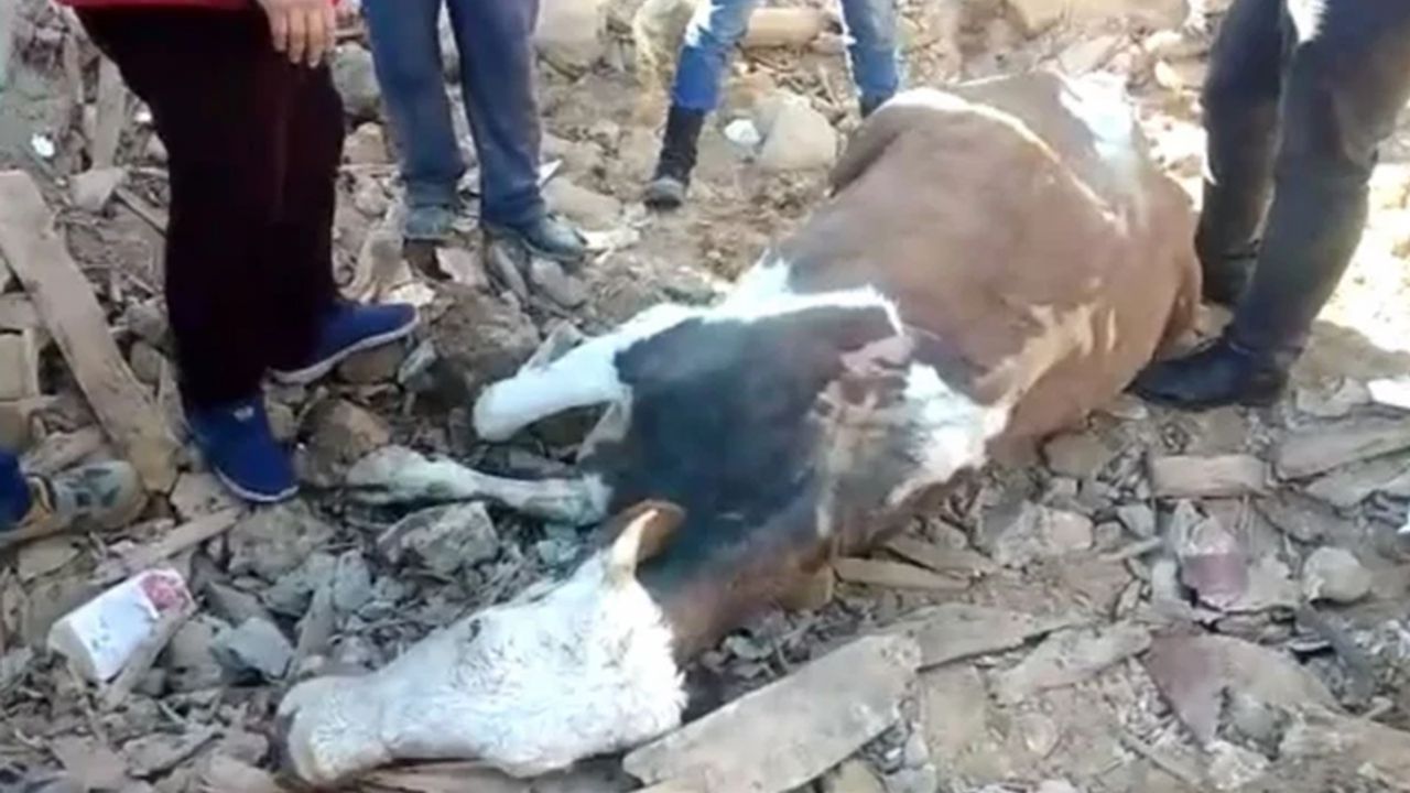 Mahsur kalan inek 300 saat sonra kurtarıldı