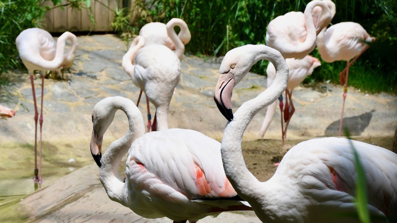 Kocaeli'deki hayvanat bahçesi ziyaretleri