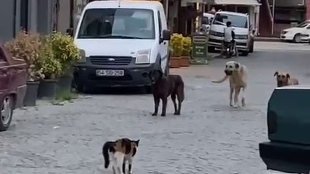 Cesur kedi 3 köpeğe kafa tutup sokaktan geçirmedi