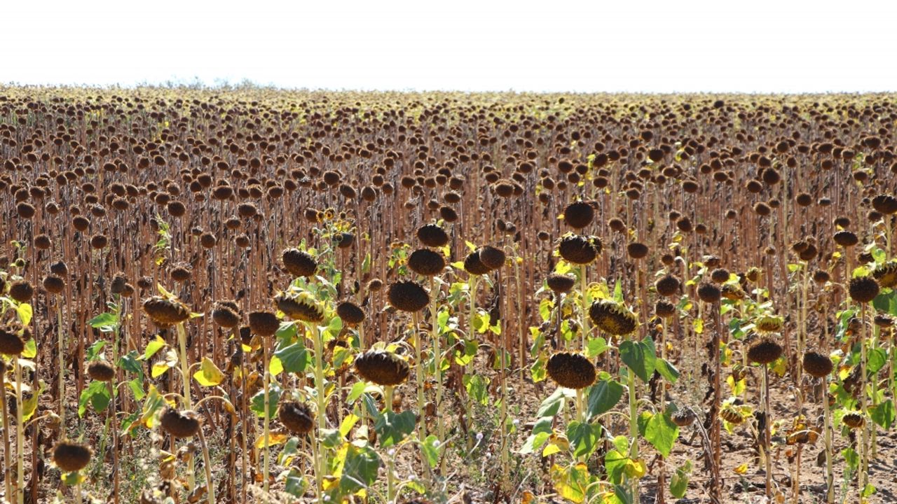 Trakya'da ayçiçeğinde hasat devam ediyor