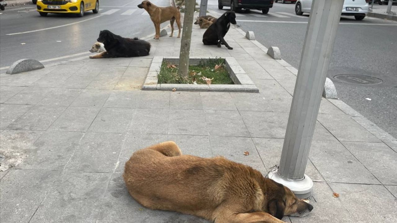 Esenyurt sakinleri, sahipsiz köpek sorununun çözülmesini istiyor