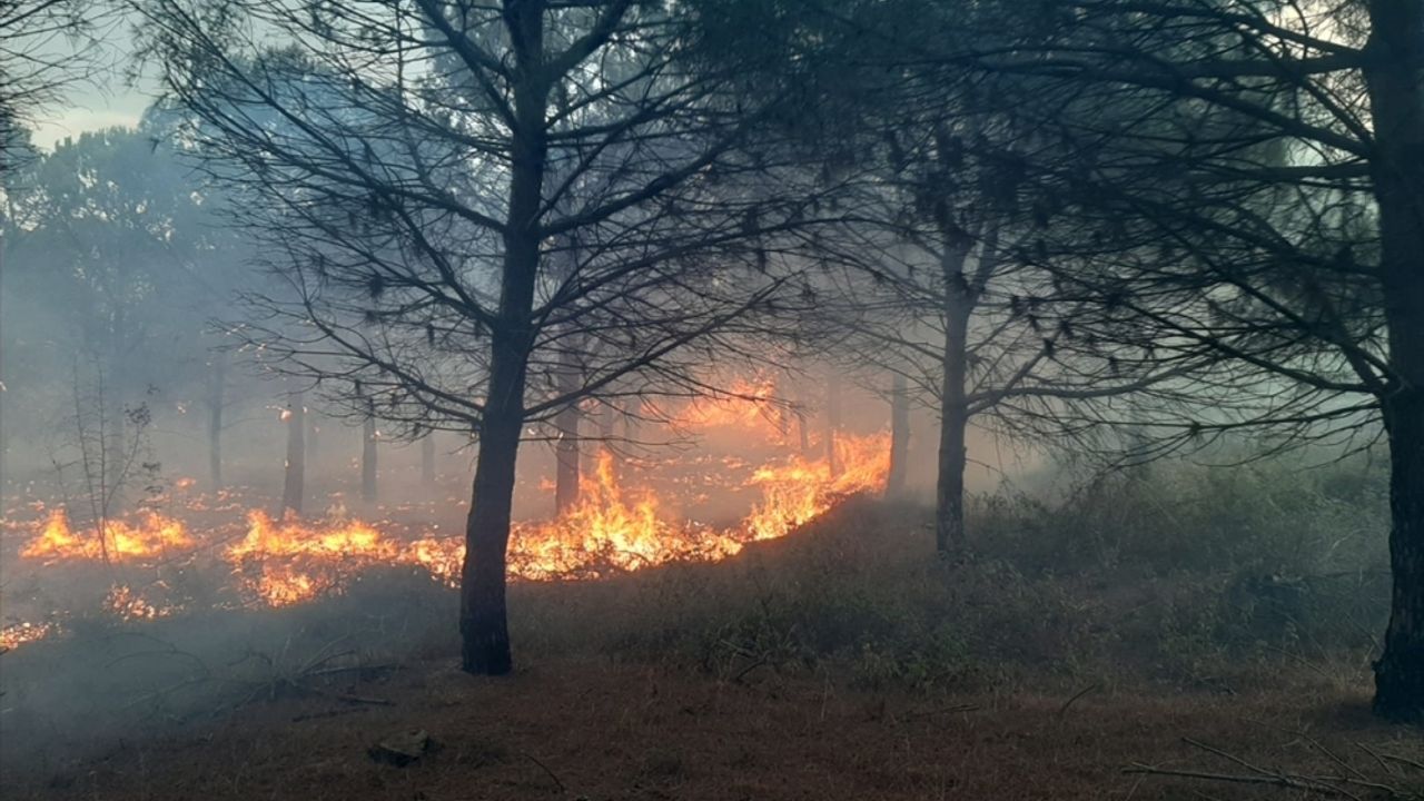 Çanakkale'de çıkan orman yangınında 2,8 hektar alan zarar gördü