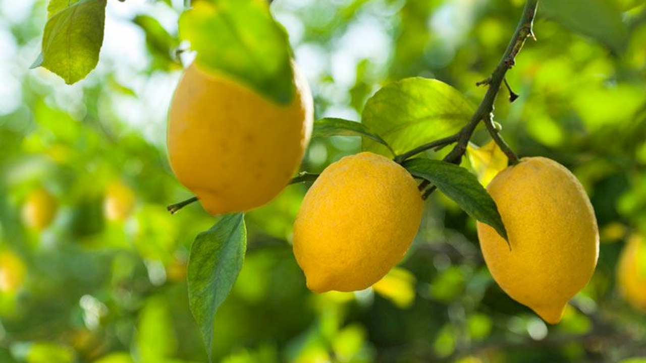 Limon fiyatları üreticileri üzdü