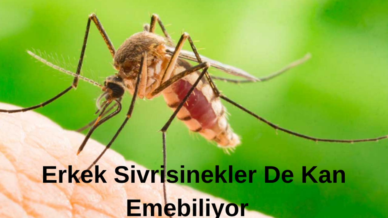 130 Milyon Yıl Öncesinden Gelen Fosilde Şok Bulgu:Erkek Sivrisinekler Kan Emebiliyor