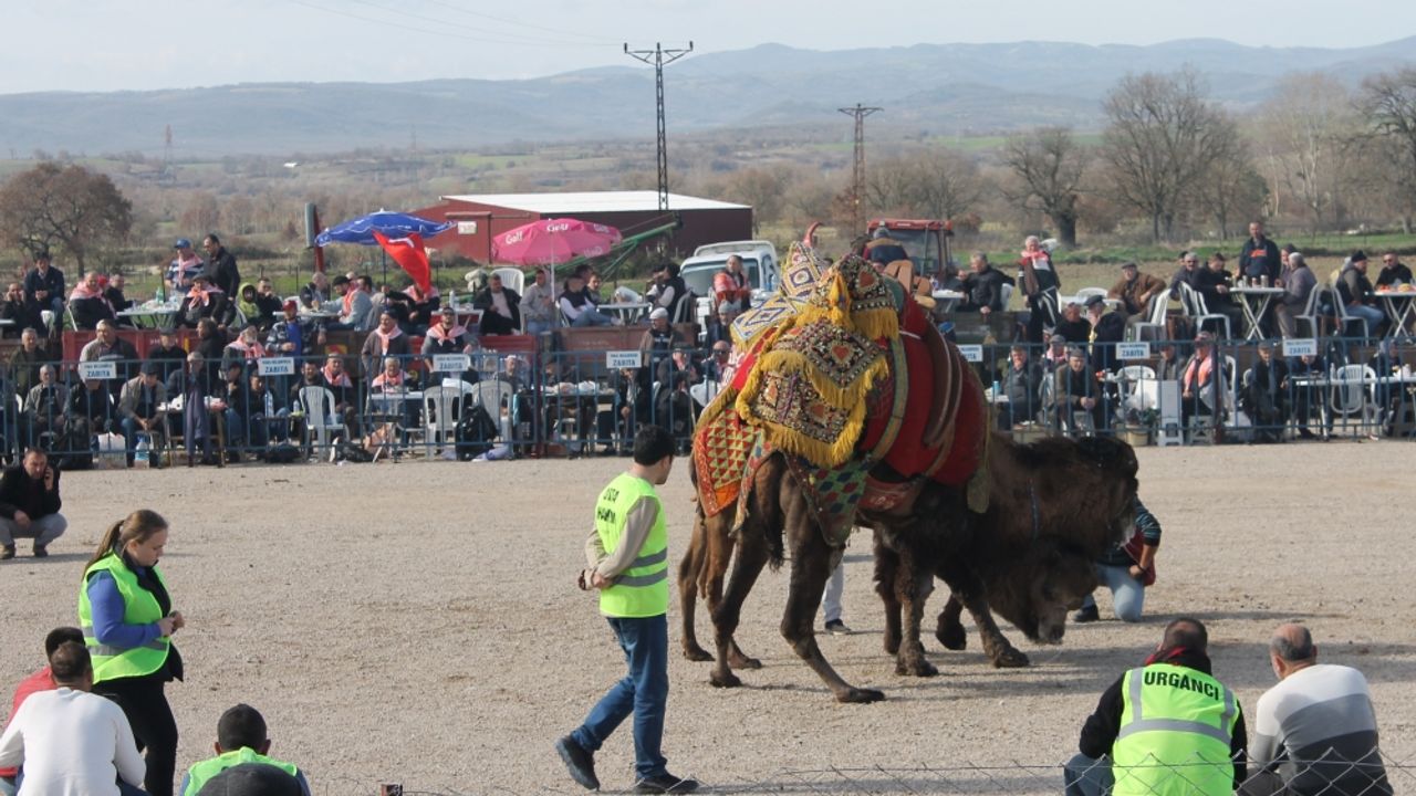 Çanakkale'de geleneksel deve güreşi yapıldı