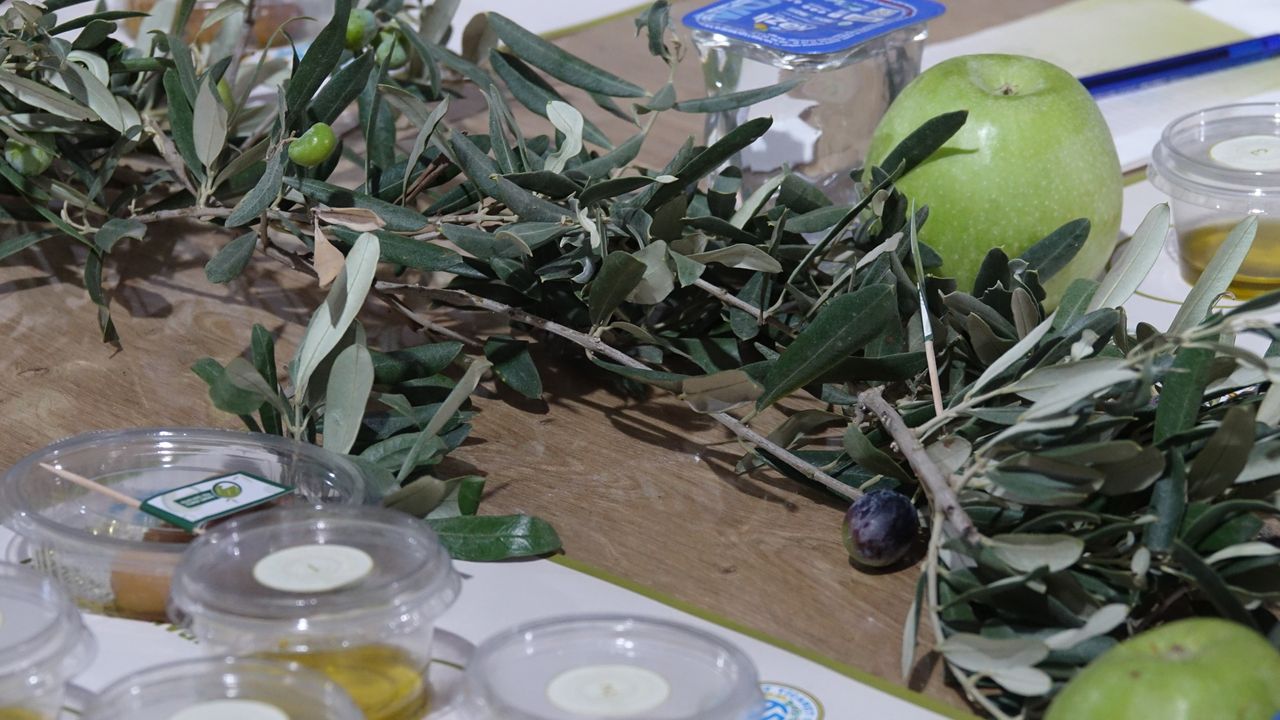 Edremit Zeytinyağı Tadım Festivali etkinliklerle devam ediyor