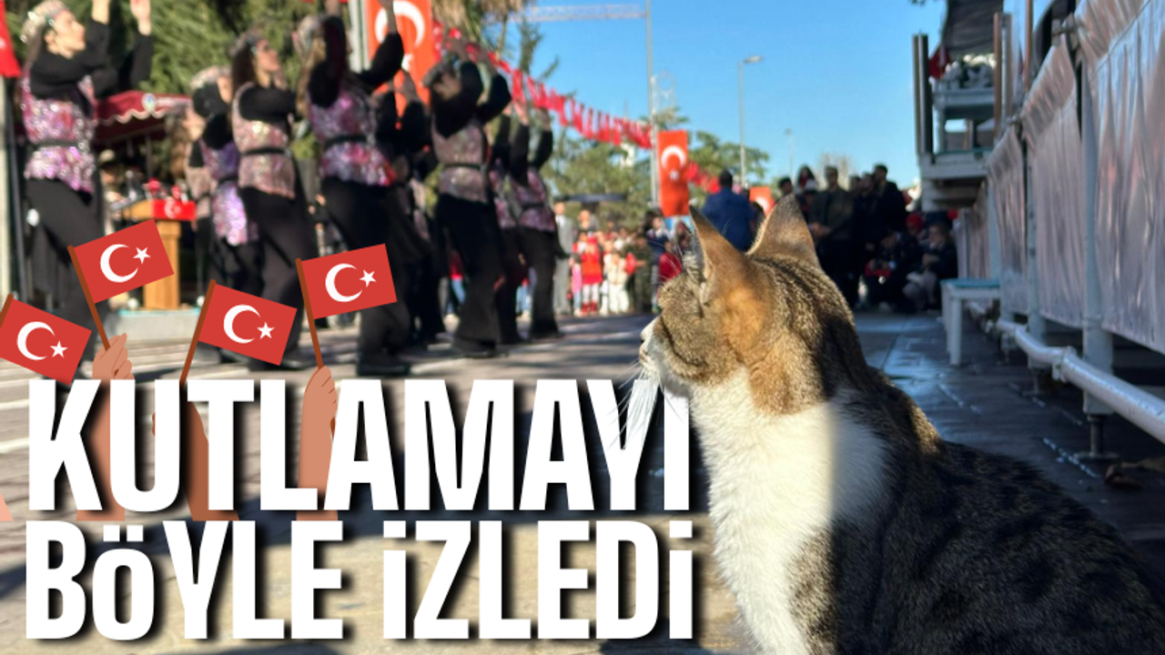 Törene Sokak Kedisi Damga Vurdu