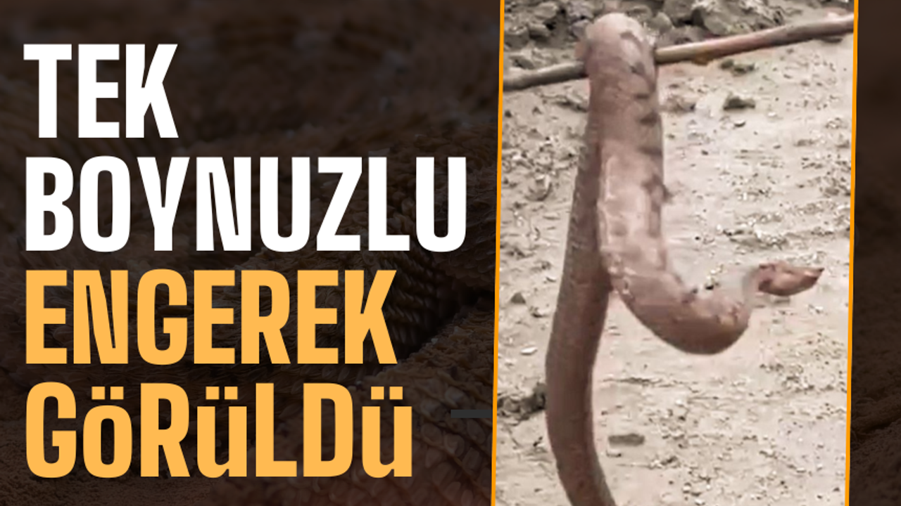 Sapanca’da korkutan görüntü: Yerleşim alanına boynuzlu engerek girdi