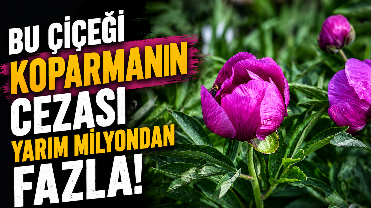 Bu çiçeği koparan yandı... Cezası yarım milyondan fazla!