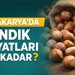 19 Ağustos 2026 güncel Sakarya fındık fiyatları belli oldu