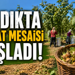 FINDIKTA HASAT MESAİSİ BAŞLADI!