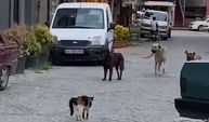 Cesur kedi 3 köpeğe kafa tutup sokaktan geçirmedi