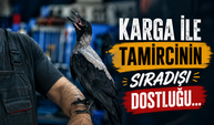 Karga ile tamircinin sıradışı dostluğu...