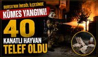 40 Kanatlı Hayvan Telef Oldu