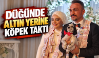 Trabzon’da düğünde şaşırtan takı! Damada altın yerine av köpeği yavrusu hediye edildi