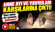 Anne ayı ve yavruları karşılarına çıktı: “Ben daha bu ormana gelmem”