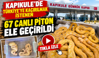 Kapıkule'de şaşkına çeviren kaçakçılık! 67 canlı piton ele geçirildi