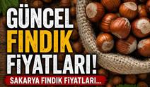 Sakarya’da Fındık Piyasası Hareketlendi
