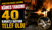 40 Kanatlı Hayvan Telef Oldu