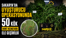 Karasu’da Uyuşturucu Operasyonu: 50 Kök Hint Keneviri ve 10 Kilo Esrar Ele Geçirildi