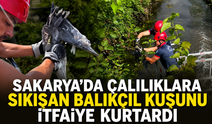 Sakarya’da çalılıklara sıkışan balıkçıl kuşunu itfaiye kurtardı