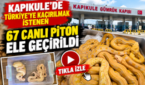 Kapıkule'de şaşkına çeviren kaçakçılık! 67 canlı piton ele geçirildi