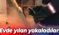 Evde yılan yakaladılar!