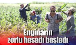 Enginarın zorlu hasadı başladı