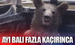 Fazla bal yiyen ayı kendinden geçti