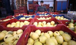 Geyve ayvası talep görüyor