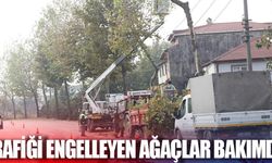 Trafiği engelleyen ağaçlar bakımda