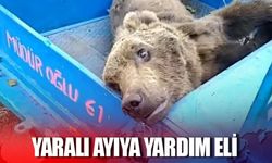 Yaralı ayıya yardım eli