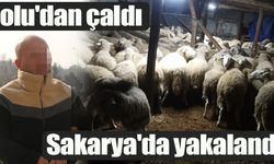 81 koyunu alıp parasını ödemeden kayıplara karışmıştı!