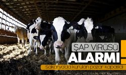 Hayvan pazarı kapatıldı: Virüs alarmı!