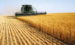 Buğdayda görülen "pas" hastalığına karşı kontrol ve ilaçlamanın ihmal edilmemesi gerekiyor