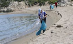 Kocaeli'de koruma altındaki kum zambaklarının bulunduğu sahil temizlendi