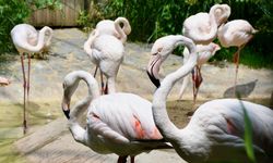 Kocaeli'deki hayvanat bahçesi ziyaretleri
