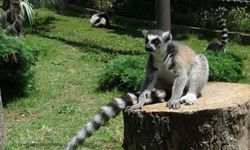 Kocaeli'deki hayvanat bahçesinde "lemur besleme etkinliği"