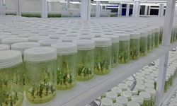 Sakarya'da laboratuvarda üretilen orkideler Almanya ve Hollanda'da mekanları süslüyor