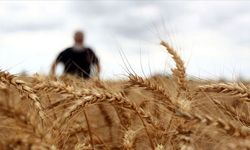 Buğday fiyatları ne kadar oldu? 27 Mart 2024 Buğday kaç TL?