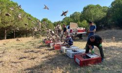 Edirne'de 600 kınalı keklik doğaya bırakıldı
