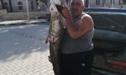 Meriç Nehri'nde yaklaşık 2 metrelik yayın balığı yakalandı