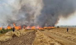 Tekirdağ'da 12 dönüm buğday ekili alan yangında zarar gördü