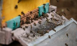 Kuraklıktan etkilenen arılar için "kovana bir kap su" önerisi
