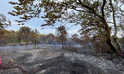 Biga'da çıkan orman yangınında 1 hektar alan zarar gördü