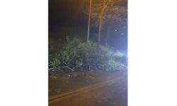 Sapanca'da fırtına: Ağaç devrildi!