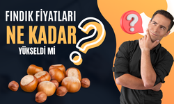15 Ocak 2026 Sakarya Fındık Fiyatları | Fındık Bugün Kaç TL?