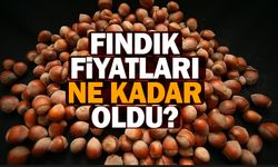  8 ŞUBAT 2024 PERŞEMBE FINDIK FİYATLARI NE KADAR? 8 ŞUBAT 2024 SAKARYA'DA FINDIK KAÇ TL?