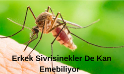130 Milyon Yıl Öncesinden Gelen Fosilde Şok Bulgu:Erkek Sivrisinekler Kan Emebiliyor